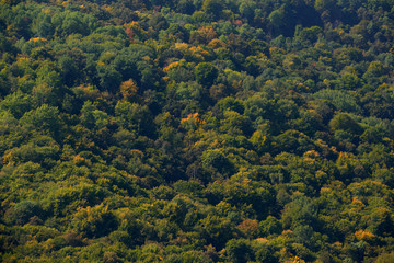 Green tree forest background, beautiful bird eye view on fresh pines in the morning sun light, Europe, Germany, Alpine mountains