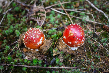 Fly agaric or fly Amanita mushroom, Amanita muscaria
