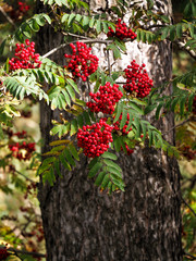 Bright natural background with ripe rowan berries