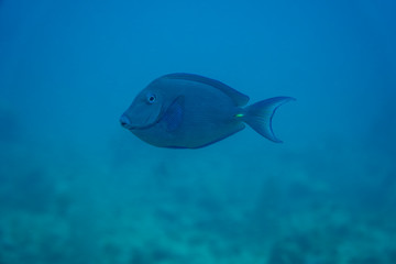 undewater shot of a beautiful blue tang