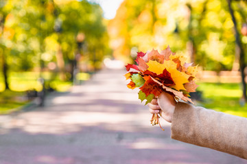 bouquet of yellow maple leaves close up in woman hand
