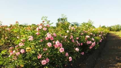 Fototapeta na wymiar Bushes with beautiful roses outdoors on sunny day