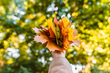 bouquet of yellow maple leaves close up in woman hand