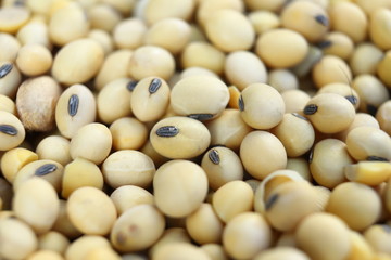 Soy, dry but not processed soy, in a farm hangar. Soy, close-up. Open soybean pods on a background of dry beans.