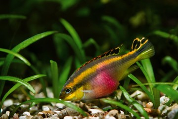 Pelvicachromis pulcher young male fish in its beauty, popular ornamental species, endemic animal of African river Congo, kribensis cichlid in biotope design aquarium
