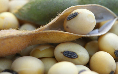 Soy, dry but not processed soy, in a farm hangar. Soy, close-up. Open soybean pods on a background of dry beans.