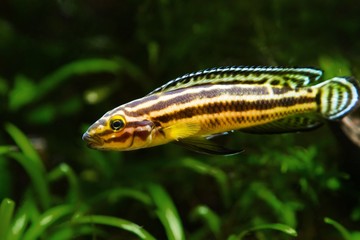 Julidochromis ornatus hybrid, dominant young male of freshwater fish, lake Tanganyika endemic species, easyt to keep in rich plant vegetated nature aquarium