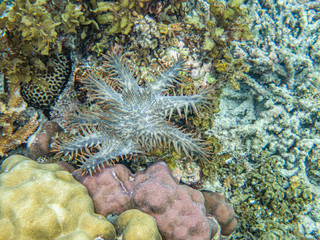 Crown of thorns (Acanthaster planci) close up