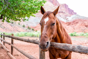 Fence by Apricot orchard with brown horse face closeup canyon landscape in Fruita Capitol Reef National Monument in summer
