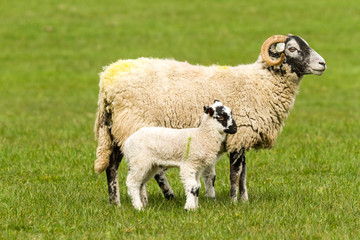 Obraz premium Swaledale Ewe with lamb at foot in green pasture, facing right. Yorkshire, UK Horizontal. Space for copy. 