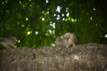 sparrow on a branch