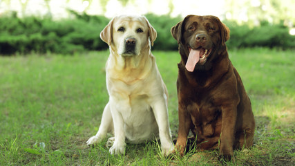 Funny Labrador Retriever dogs in green summer park