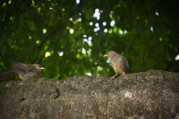 Naklejka na ściany i meble sparrow on a branch