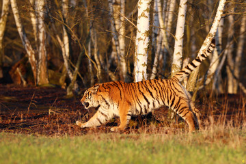 Naklejka na ściany i meble Siberian tiger in wild spring nature. Action wildlife scene with danger animal. Rusiia