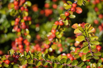 Bush with green leaves and berries, ripe autumn fruits. berry background, in focus branches in the foreground
