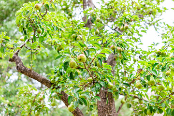 Hanging unripe green pears fruit for picking on tree branch view in orchard in summer in Capitol Reef National Monument in Utah