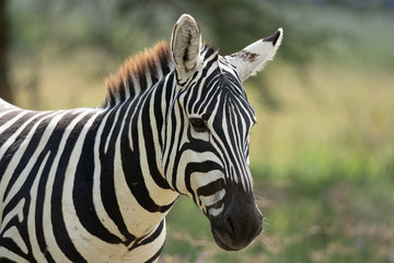 Zebra - Lake Nakuru Kenya