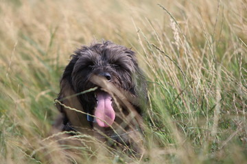 dog laying in the grass