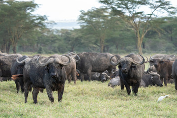 African Buffalo - Lake Nakuru Kenya