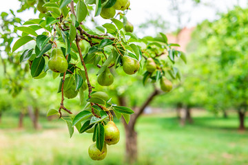 Hanging unripe green pears fruit on tree rows closeup in orchard in summer in Capitol Reef National Monument in Utah