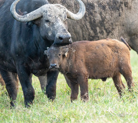 African Buffalo and Calf - Lake Nakuru Kenya