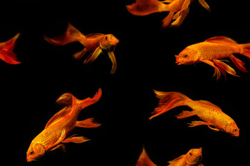 Goldfish, geometric seamless pattern, set, collage isolated on black background.