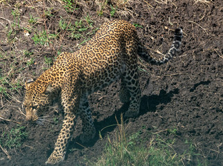 Fototapeta na wymiar Leopard On The Prowl - Masai Mara Kenya