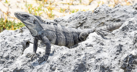 Iguana in Cozumel Mexico