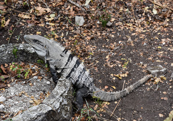 Black Spiny-Tailed Iguana