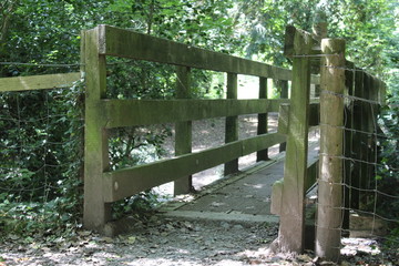 Woodland bridge