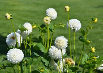 Weisse Balldahlien im Park mit grüner Wiese - Dahlia