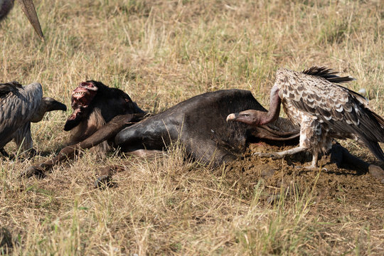 Vultures Consuming Wildebeest Carcas - Masai Mara