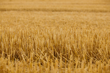 Harvest time. Landscape of cutted wheat field.