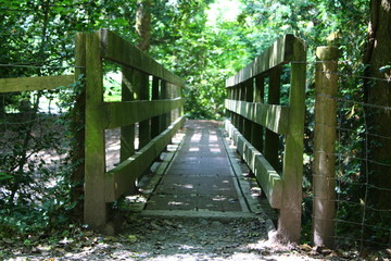 Woodland Bridge