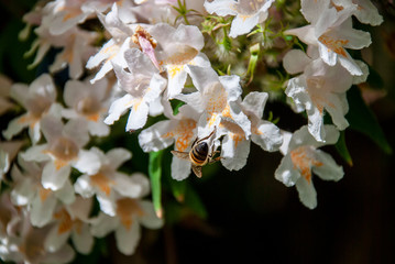Pink Jasmine (Jasminum polyanthum) in bloom