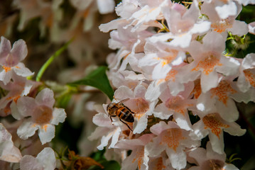 Pink Jasmine (Jasminum polyanthum) in bloom