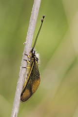 Libelloides ictericus owlfly precious insect of the Neuroptera family perched during sunset in the meadows plants prepared to sleep