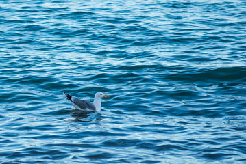 Fototapeta premium Seaguall resting on the sea water