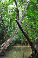 Jungle Channel in the flooded Amazon forest, crossed trees. Nature of South America, subtropics.