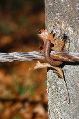 Autumn leaf caught between concrete post and barbed wired fence