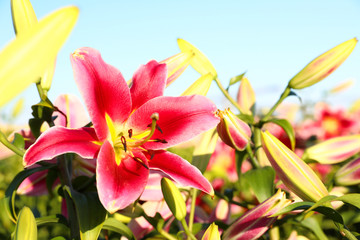 Obraz premium Beautiful bright pink lilies growing at flower field, closeup