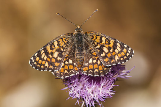 Melitaea species colored chess butterfly perched on a plant it feeds on