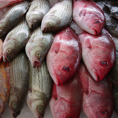 Close up full frame view of fresh caught fish displayed for sale at a fish market in a coastal town