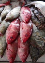 Close up full frame view of fresh caught fish displayed for sale at a fish market in a coastal town