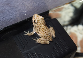 Macro photograph of a little frog