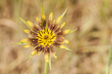 Tragopogon species goatsbeard or salsify purple yellow and green multicolored flower in mountain meadow