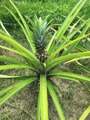 Obraz premium green plant