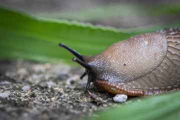 funny snail slug macro close up going to eat