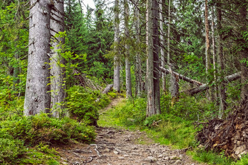 Coniferous forest, Babia hora, Orava, Slovakia