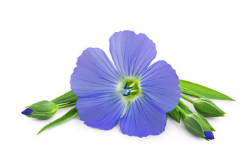 Flax blue flowers closeup isolated on white background